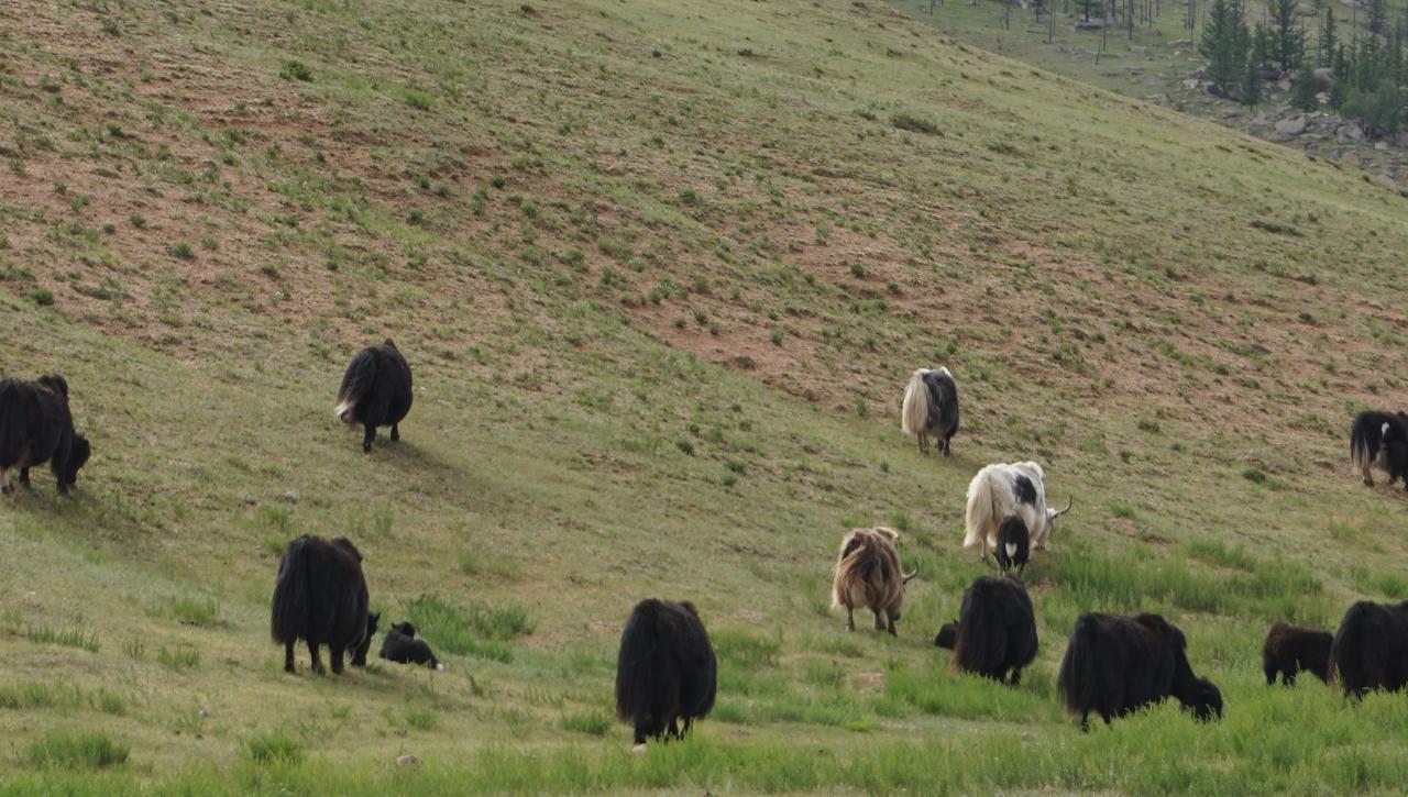 מלון Nalayh My Mongolia Eco Ger Camp מראה חיצוני תמונה